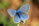 Cyaniris semiargus 