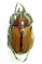 Agacephala duponti
