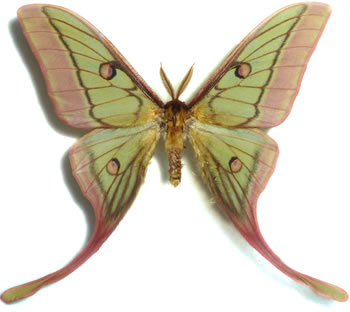 Graellsia isabellae x Actias dubernardi (Hybrid)