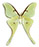 Actias truncatipennis