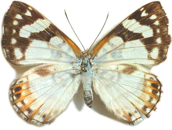 Ariconius (Audre) albinus