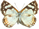 Ariconius (Audre) albinus