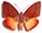 Castnia (Yagra) fonscolombe