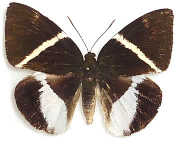 Castnia (Castniomera) atymnius 