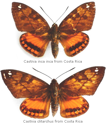 Castnia (Athis) inca 