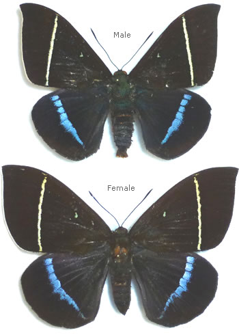 Castnia (Amauta) papilionaris 