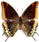 Charaxes jasius