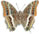 Charaxes jasius