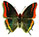 Charaxes jasius