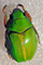 Chrysina diane 