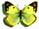 Colias alfacariensis