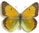 Colias aurorina