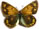 Colias berylla