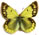 Colias berylla