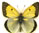 Colias chlorocoma