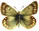 Colias cocandica