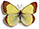 Colias palaeno