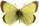 Colias gigantea 