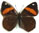 Diaethria (Cyclogramma) pandama 