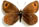 Erebia montana 