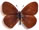 Erebia atramentaria