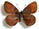 Erebia bubastis