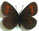 Erebia eriphyle 