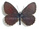 Erebia euryale