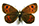 Erebia gorgone