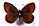 Erebia gorgone