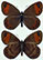 Erebia hewitsonii