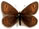 Erebia orientalis