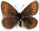 Erebia orientalis