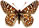 Euphydryas chalcedona 