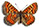 Euphydryas desfontainii