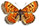 Euphydryas desfontainii