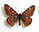 Euphydryas italica