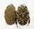 Gymnetis pantherina Gymnetis pantherina