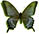 Papilio machaon x Papilio maacki form3