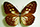 Ideopsis juventa Ideopsis juventa