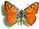 Lycaena alciphron 