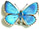 Lysandra bellargus 