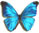 Morpho absoloni 