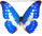 Morpho cypris 