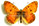 Melitaea aetherie 