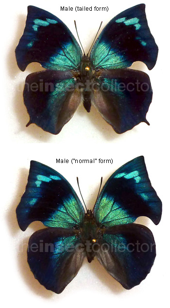 Memphis forreri (tailed form)