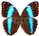 Morpho achilles 