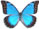 Morpho anaxibia