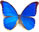 Morpho anaxibia