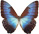 Morpho cisseis 